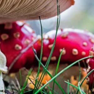 Pilzwanderung